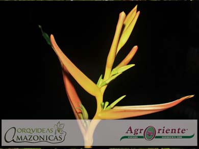 Heliconias - Heliconia velutina